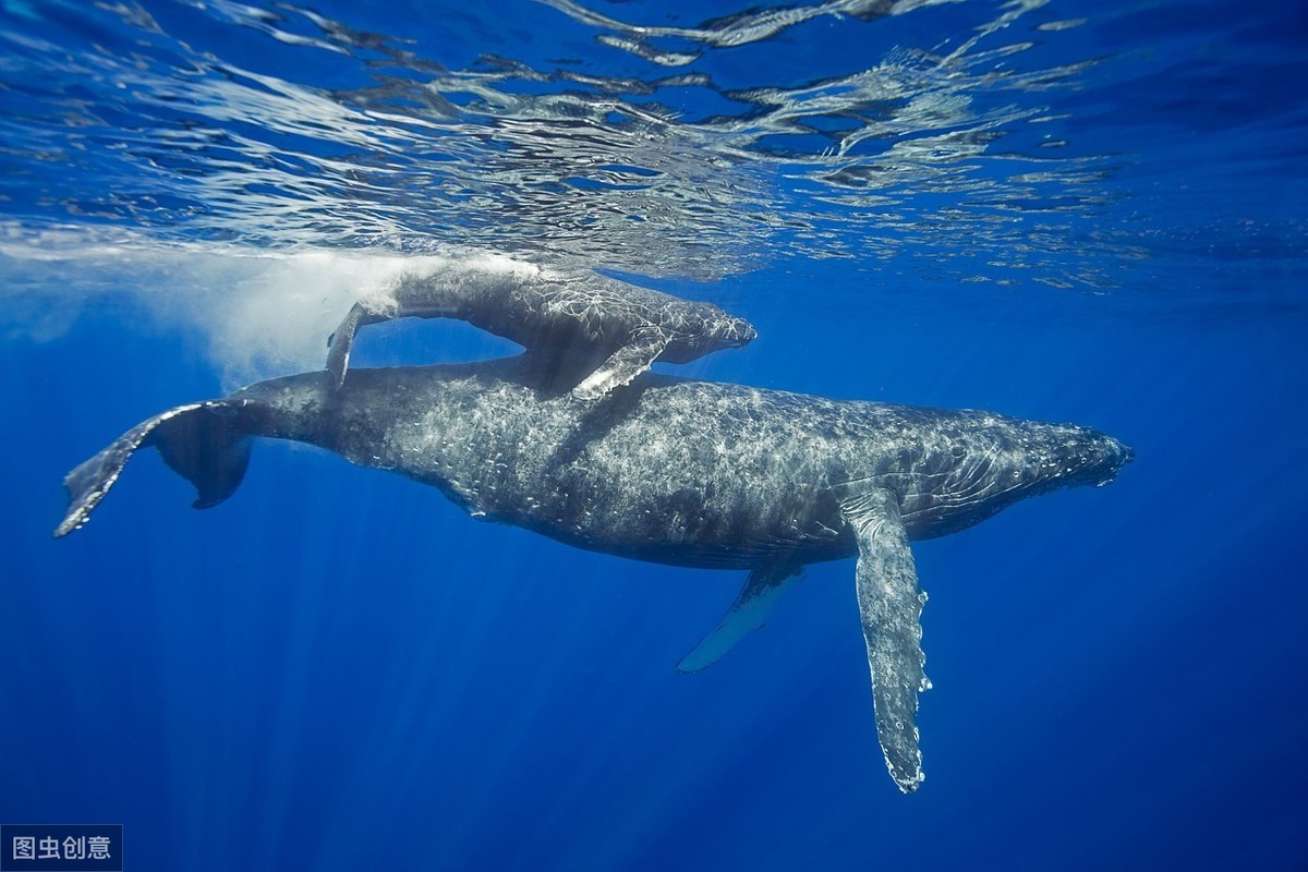 灰鲸在7个月的时候就会开始它们的第一次迁徙旅程,一路上,它们需要