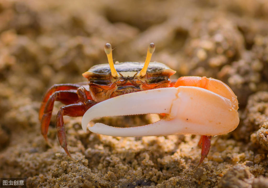 原创大自然生物的进化方式之蟹化我们爱吃的螃蟹是如何进化而来