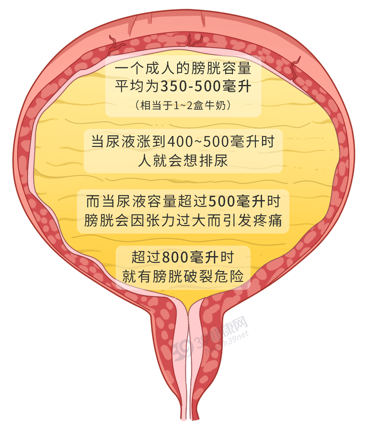 路感染和膀胱炎甚至是膀胱癌出水口——尿道腎臟形成的尿液經輸尿管