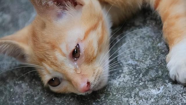 原创山西男子开水烫猫处理结果被单位开除警方批评警告
