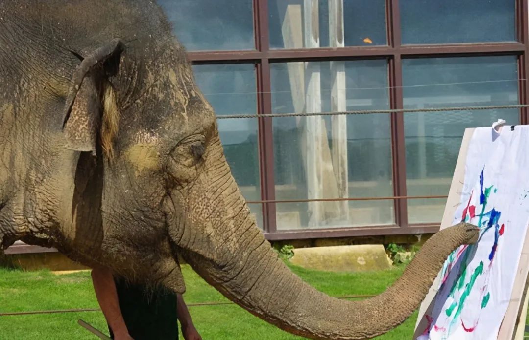 为什么大象用鼻子喝水不会呛你却不行