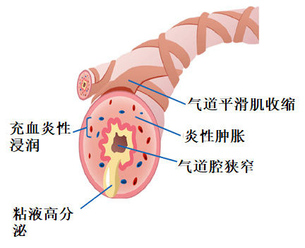 支气管平滑肌图片