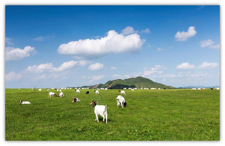 贵州藏有一冷门草原，拥有两百亩超多花海，草青天蓝游客少