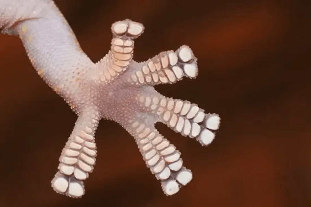 为什么壁虎是"五毒"之一?_尿液_动物_酸性