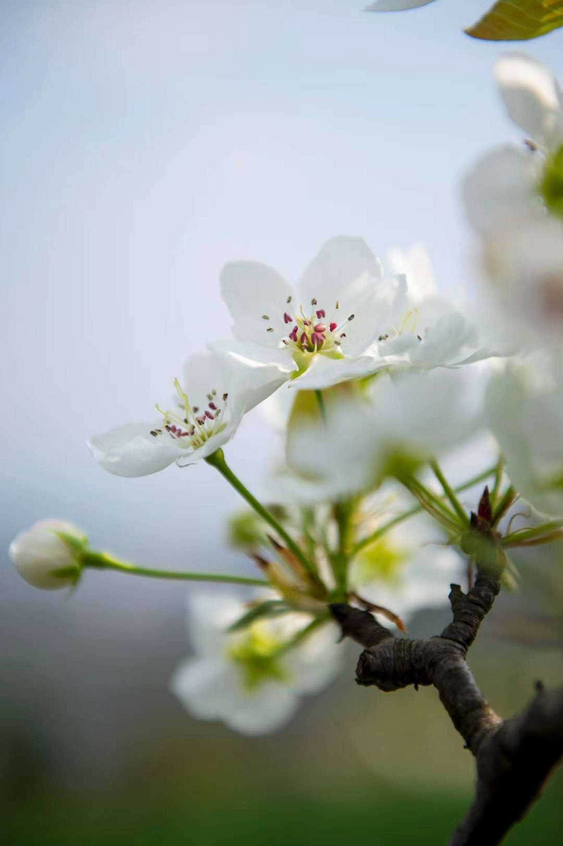 千树万树梨花开广元城梨花已经景美如画有图有真相