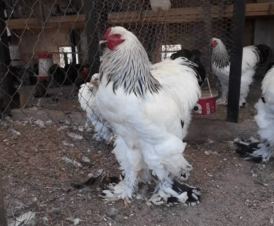 原创鸡中战斗机身高1米多的最大家养鸡我国育种却叫个印度名