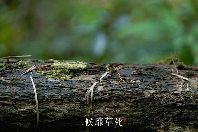 小满节气,全各个地开始步入夏天,而靡草死正是小满节气阳气日盛的标志