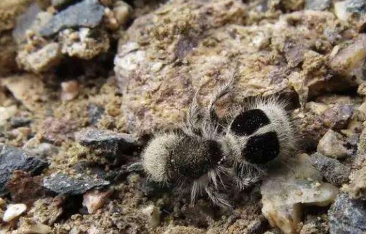 世界上最奇特的蚂蚁外形像国宝大熊猫一只可以杀死一头牛