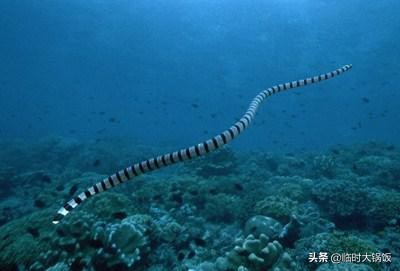 世界上最毒的蛇十大排名 眼镜蛇遇到也要喊大哥 毒液 毒性 剂量 世界上最毒的蛇十大排名 眼镜蛇遇到也要喊大哥 毒液 毒性 剂量