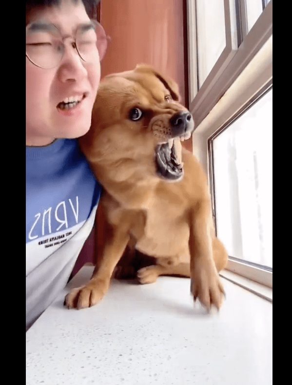 狗呲牙表情包图片