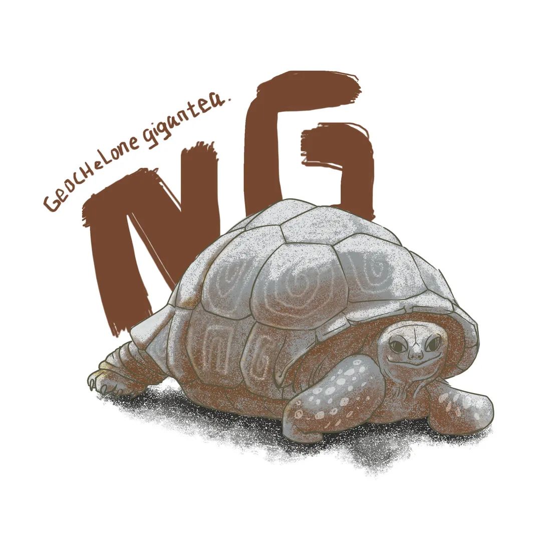 插画师:@韩小小絮塞舌尔象龟,易危.