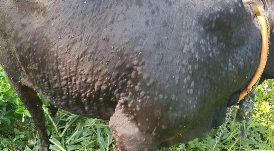 牛结节病是怎样的传播途径?