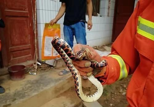 原创农村里很常见到的一种蛇赤链蛇身上有60条以上的红色窄横纹