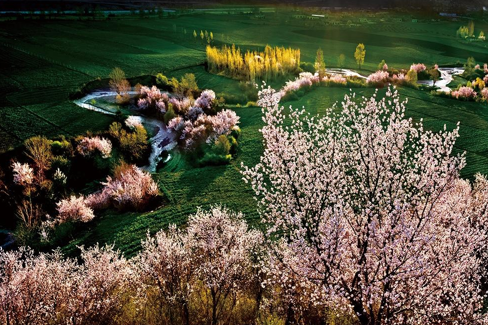 新疆五大赏花景点，伊犁“霸占”三个名额，还有一个位于天山脚下