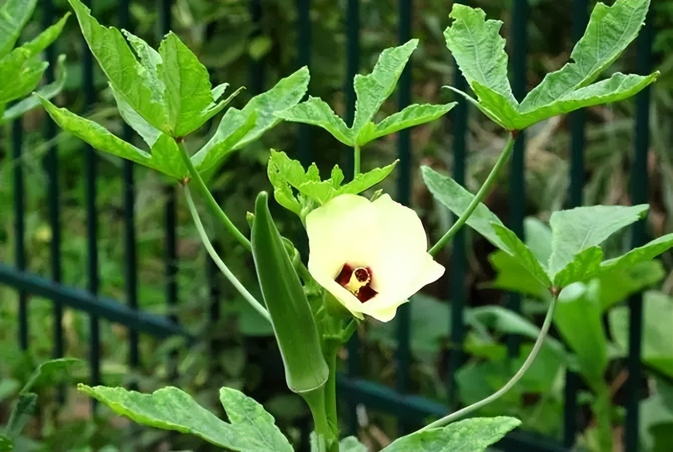 原创农历五月适宜种植的蔬菜天生不怕热不怕旱气温越高长得越快