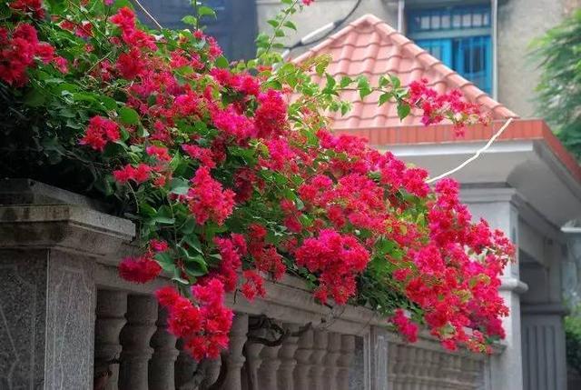 院子裡養株三角梅,花開似海,爬滿整面牆,讓人駐足觀賞_種植_花牆_陽光