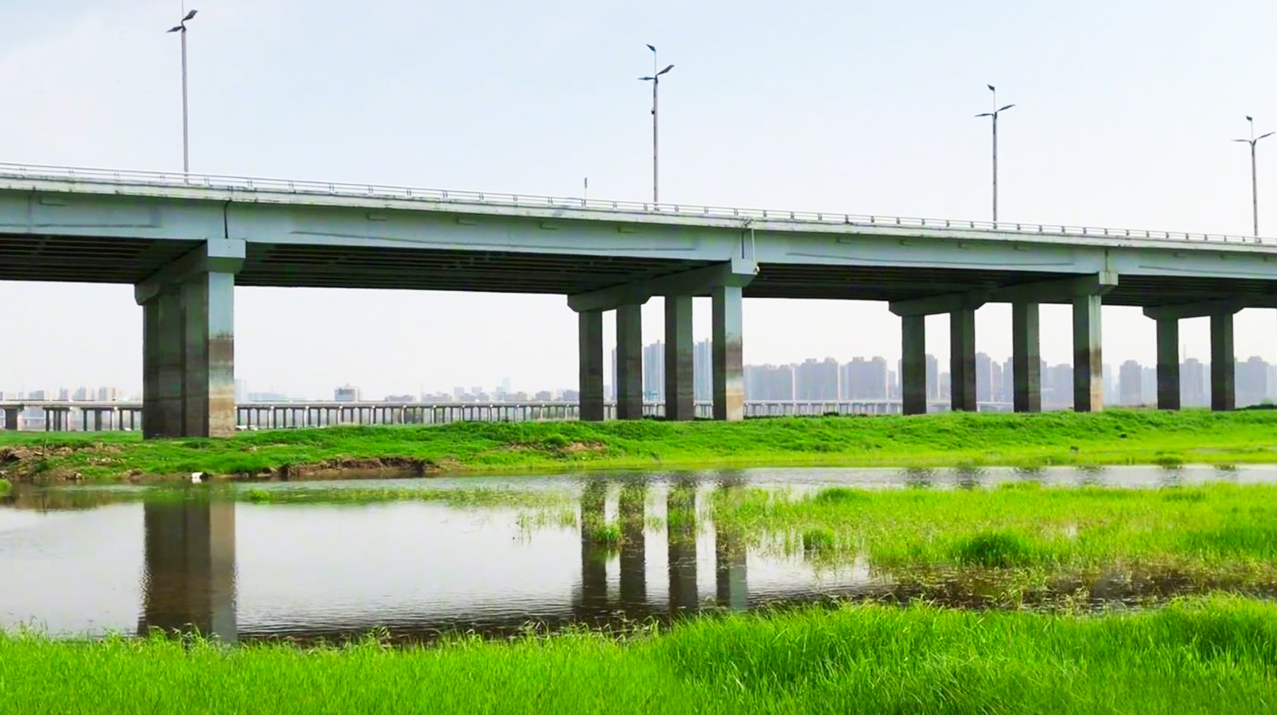 原创在武汉黄陂府河打卡一望无际大草原沼泽滩涂遍布野菜随处都是