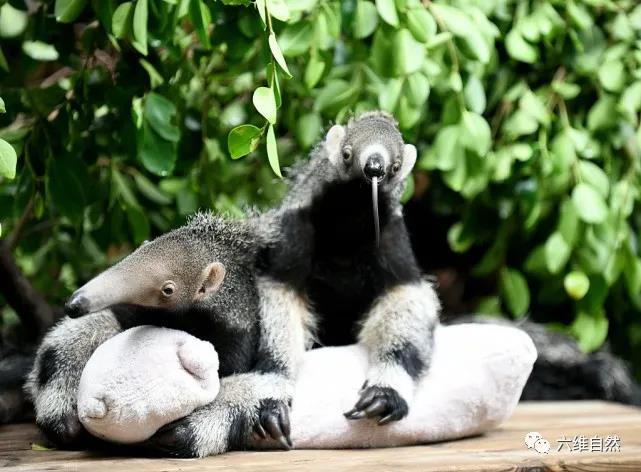 长隆世界展出亚洲首例大食蚁兽双胞胎是龙凤胎刚出生约900克