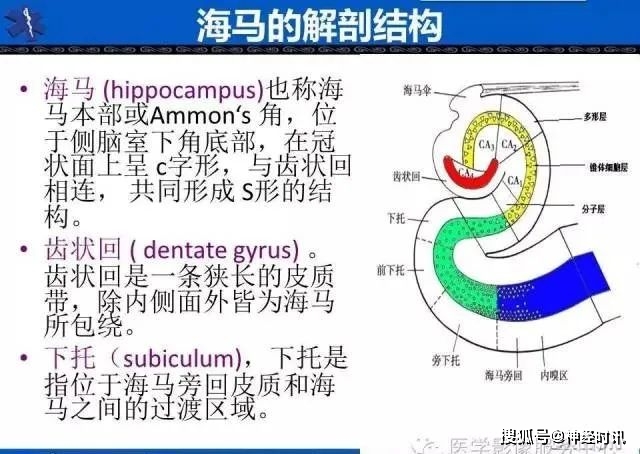 让你眼前一亮的海马解剖及萎缩分级