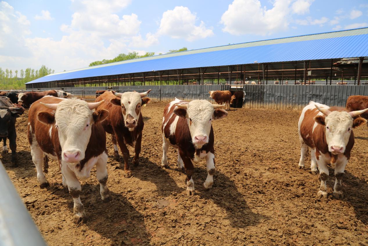 舒兰市肉牛出栏量稳步提升农民增收致富好门路
