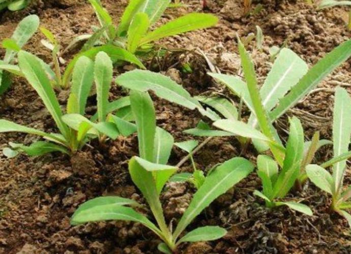 曲麻菜站在中医的角度上来说的话,就是清热解毒