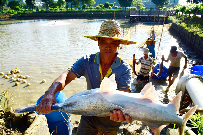 又到了桑树剪枝的季节，佛山渔耕文化园将10万斤桑叶喂鱼