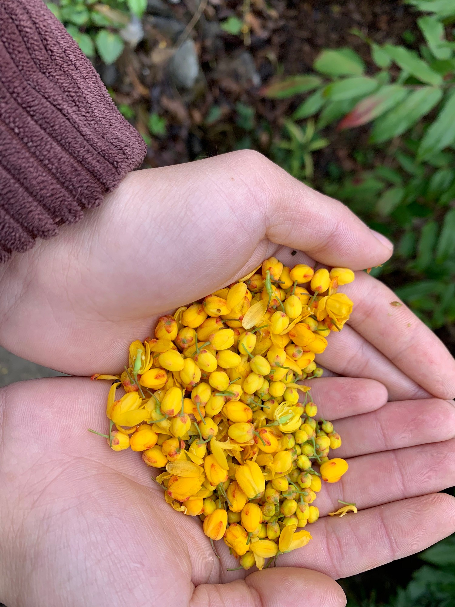 别名:狭叶十大功劳,细叶十大功功劳,黄天竹,土黄柏,猫儿刺,土黄连