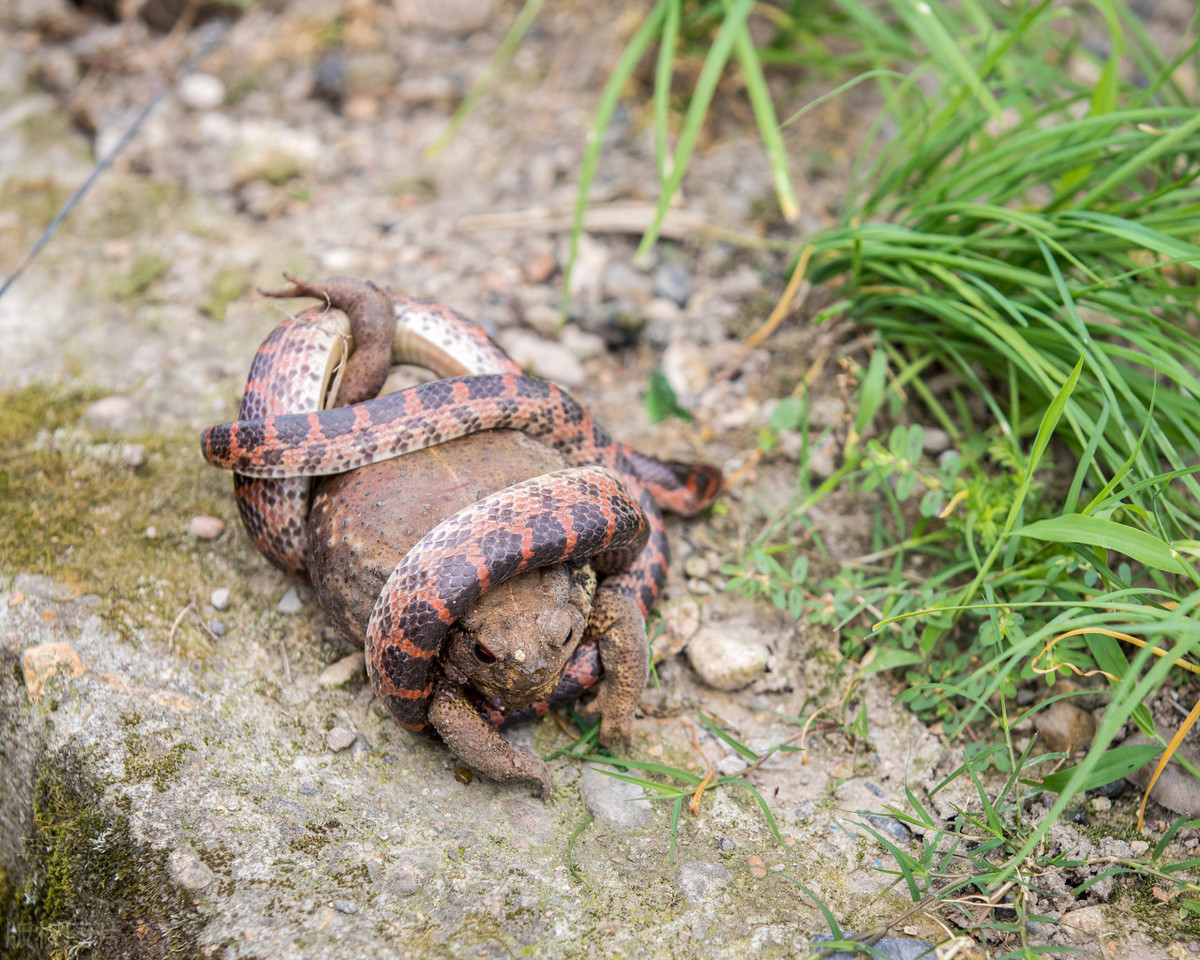 原创赤链毒不毒毒蟾说了算揭秘无毒的赤链蛇为何被当做毒蛇