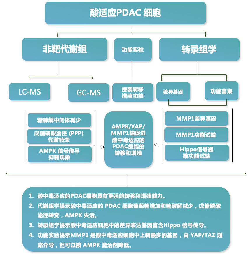 組學揭示代謝重編程介導的胰腺導管腺癌轉移新機制_酸性_細胞_研究