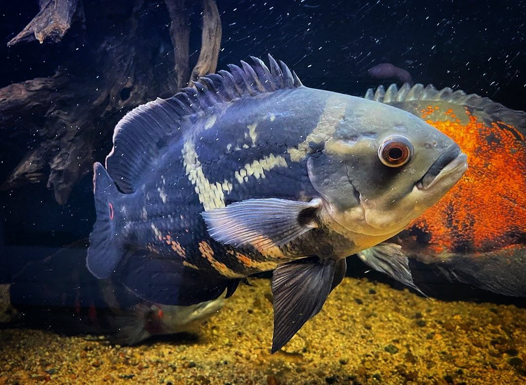 成年后的奥图和大黄蜂地图鱼,体表图案是完全不同的,非常容易辨认.