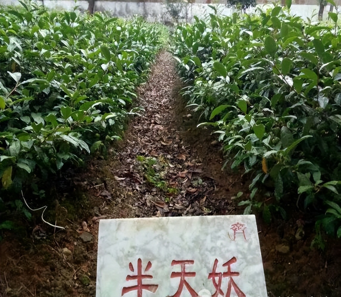 1979年在整理武夷名丛的时候,发现半天妖算是武夷名丛茶树中生长地点