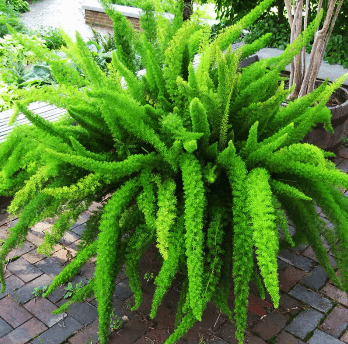 蓝妖 狐尾天门冬的养殖方法和注意事项 掌握这5点 长的很爆 盆栽 植物 管理