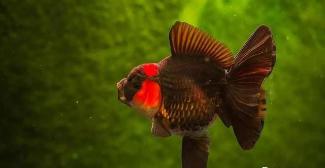 新手学堂 金鱼鱼鳍的这些讲究 你知道吗 臀鳍 背鳍 尾鳍