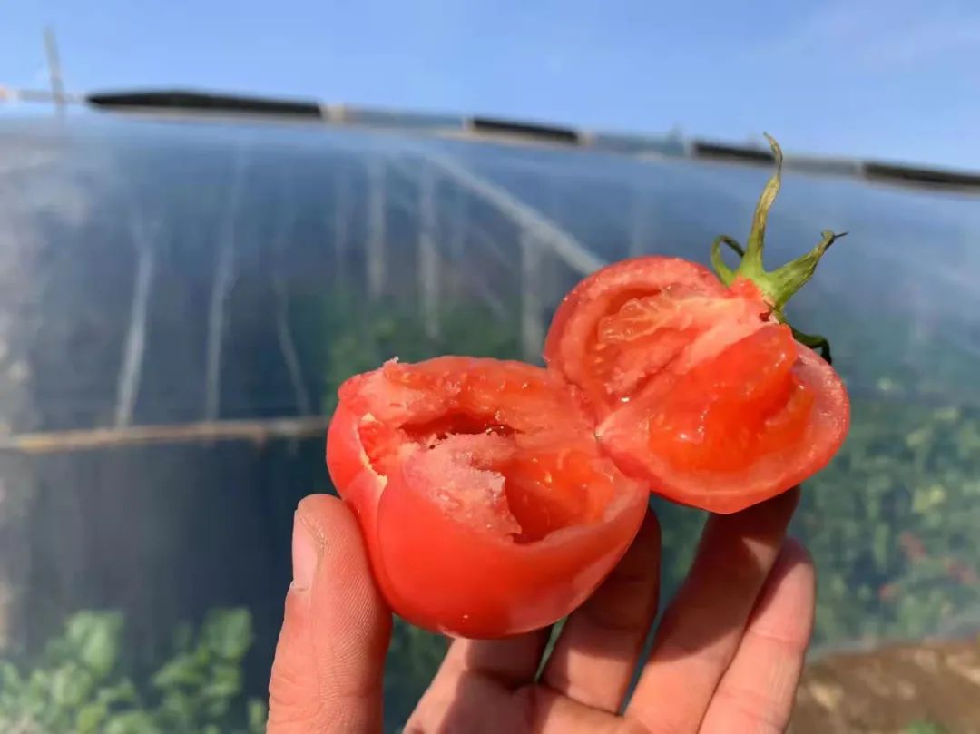 从顶流到弃子，网红“普罗旺斯”番茄开始走团购之路 | CBNData