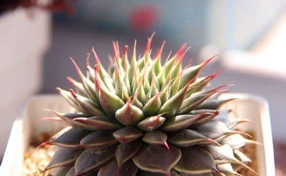 多肉银星外形周正叶尖如丝阳光下银光闪闪很可爱