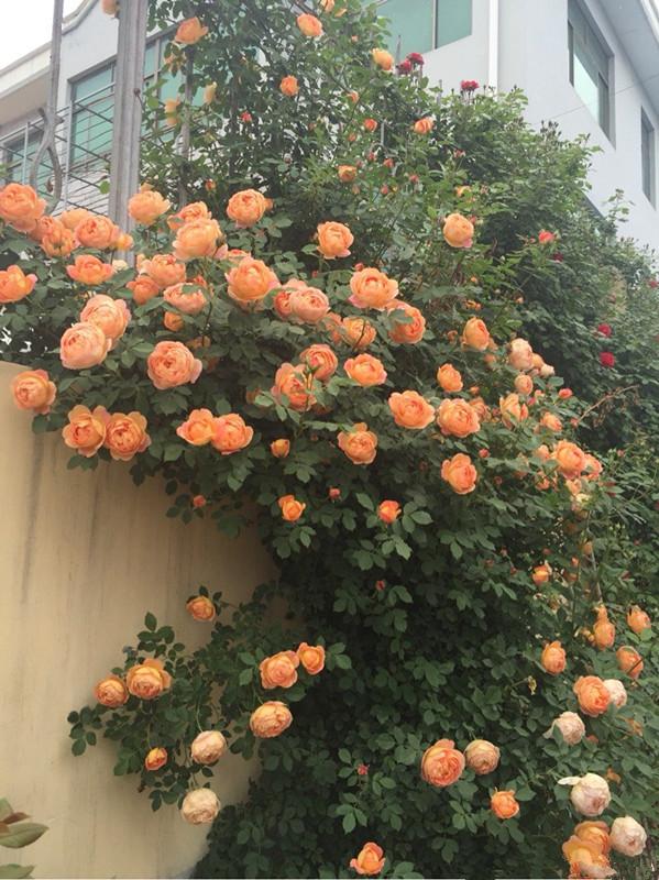 原创3种爬藤月季长势强壮开花时很美