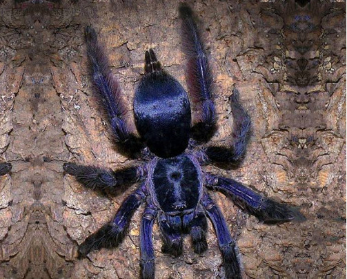 真实巨型蜘蛛图片