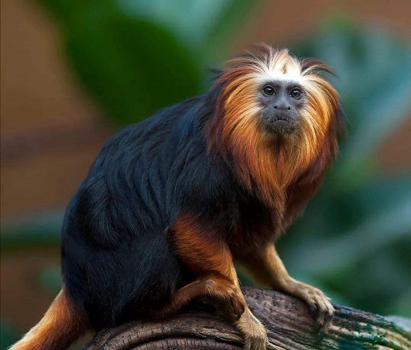 原创地球上10大珍稀动物苏门答腊虎和大熊猫上榜你知道几种