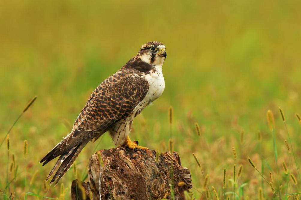 白尾鹞|优雅的空中行者,猛禽中的"袖珍高手"_鸟类_猎物_食物