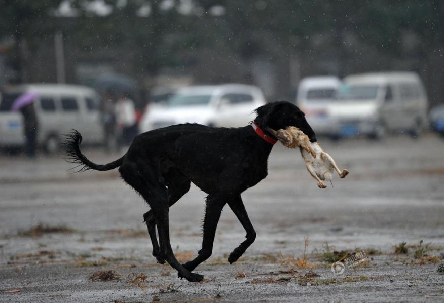 《长安十二时辰》中的细犬