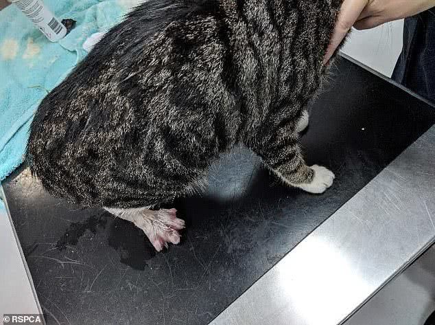 原创澳洲公园内发现虐猫事件小猫半只耳朵被割掉脚上死死缠着粗线