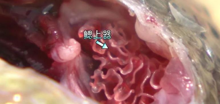 因为龟壳攀鲈有着其他鱼类没有的迷鳃(鳃上器),迷鳃类似于动物的肺部