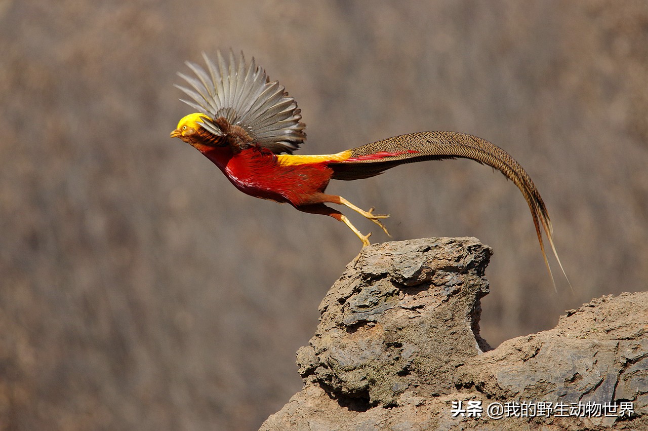 秦岭一神鸟,长得像凤凰,求偶时像绅士_鸟类_凤鸣岐山_保护区