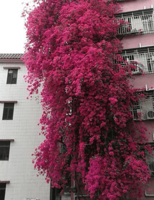 原创三角梅爬满围墙花开烂漫时就变成一道花墙邻居朋友都羡慕