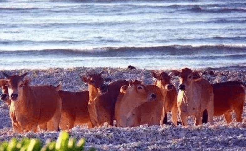 西沙东岛发现野牛群数量达400头专家从牛粪里找到牛来源