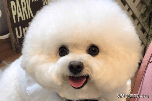 比熊体型小巧,top 4 :棉花糖——比熊萨摩耶的活动量可以说很大,每天