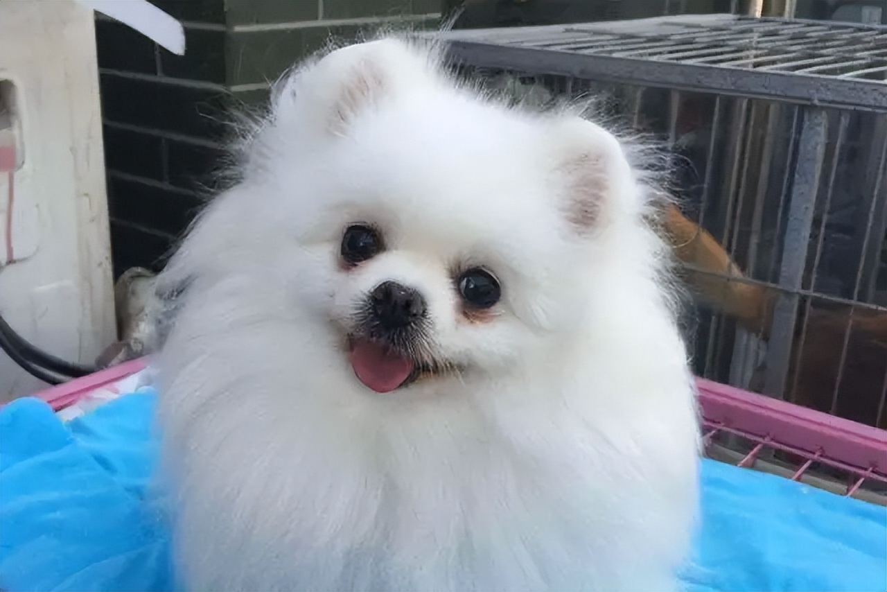 "小狐狸"博美,曾经风靡一时,但带回家后却惨被弃养