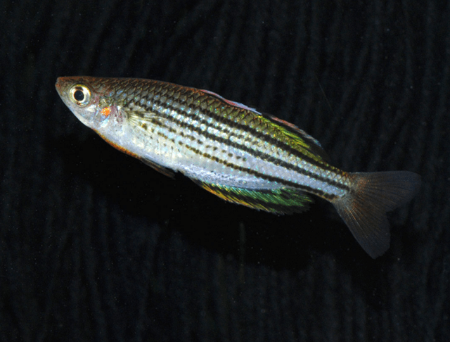 原创双线鱼能和什么鱼混养双线鱼的寿命