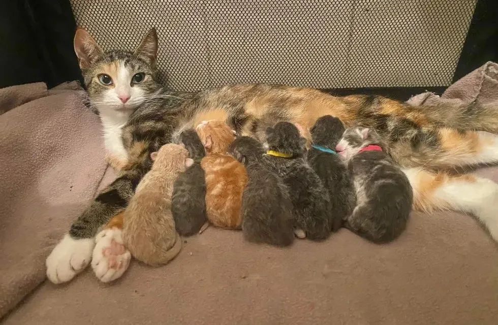 优雅秀气的蓝眼三花猫,一口气生了七只小猫,却不愿