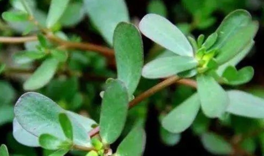 时间食用马齿苋,它可以使肝脏缓慢恢复健康状态,并逐渐将白发变成黑发